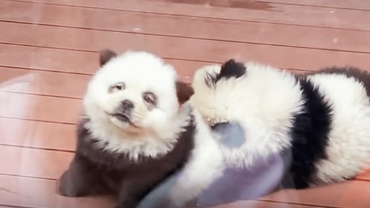 Zoológico chinês é criticado após tingir cães para se parecerem com pandas; assista ao vídeo