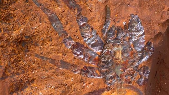 Fóssil de aranha gigante de até 16 milhões de anos é encontrado na Austrália