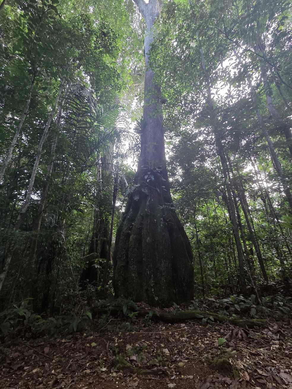 Castanheira é uma das espécies encontradas no projeto Vale do Rio Branco — Foto: Divulgação