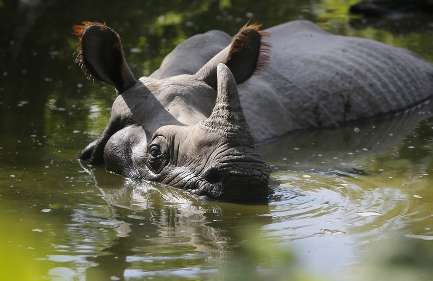Os rinocerontes de um chifre são ótimos nadadores e podem mergulhar e se alimentar debaixo d'água