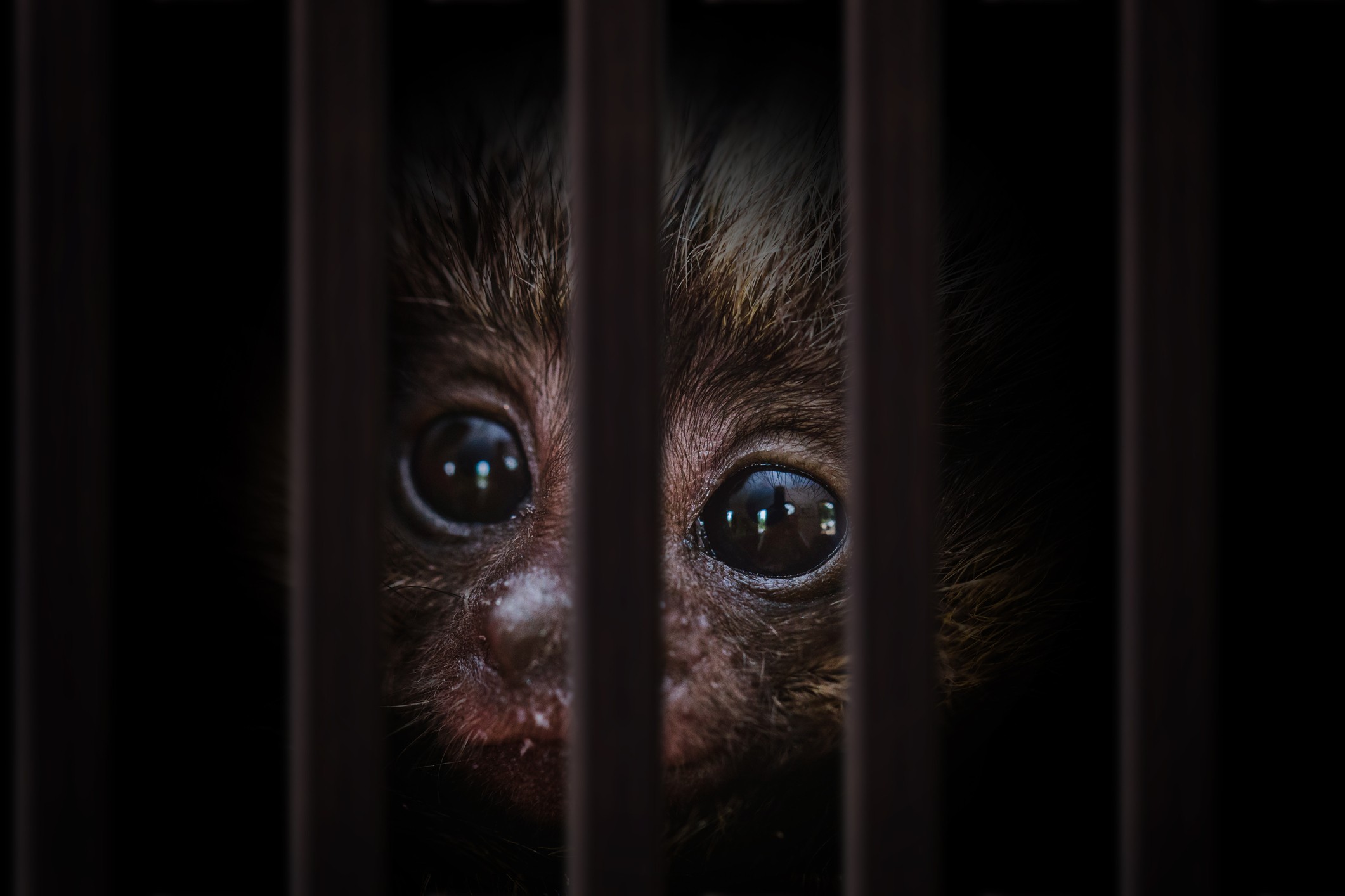 Comércio de animais silvestres amplia risco de novas doenças em humanos ...