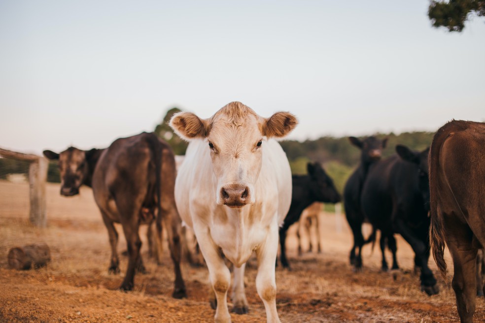 Vacas — Foto: Rachel Claire/Pexels