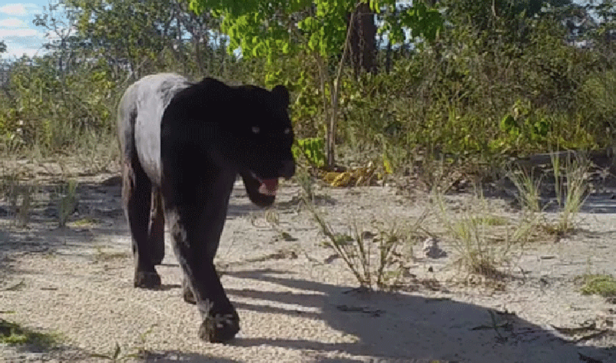 onca Registro raro de onça-pintada negra chama atenção em fazenda de Sorriso