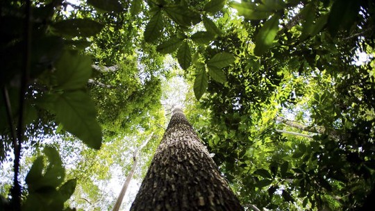 Impacto Amazônia: movimento do Pacto Global da ONU promove participação de empresas para manter floresta em pé