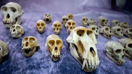 Luxo mórbido: centenas de crânios de animais são apreendidos no aeroporto de Paris; caveira de chimpanzé custa até R$ 5 mil