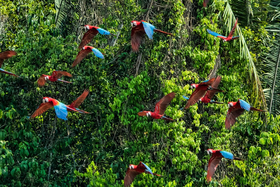 A Floresta Amazônica representa 49% da área total do Brasil — Foto: GettyImages/Mark Newman