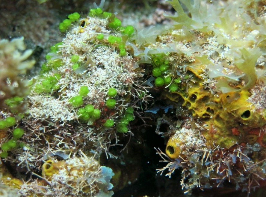 Pesquisadores analisam população de algas calcárias, importantes na formação de recifes