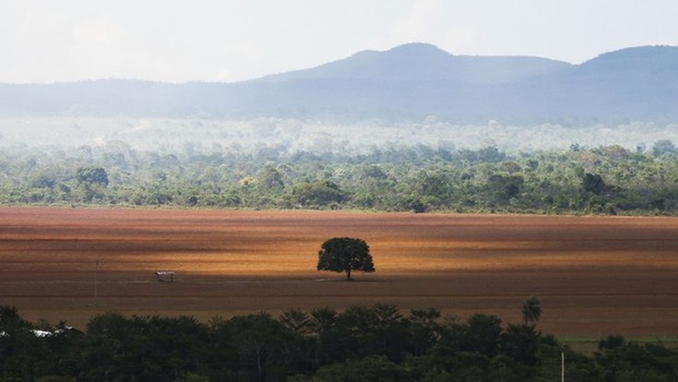 O Cerrado é o segundo maior bioma da América do Sul  — Foto: Marcelo Camargo - Agência Brasil