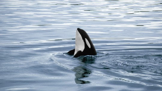 Bebê orca que estava presa em lago após morte da mãe encontra caminho do mar, no Canadá