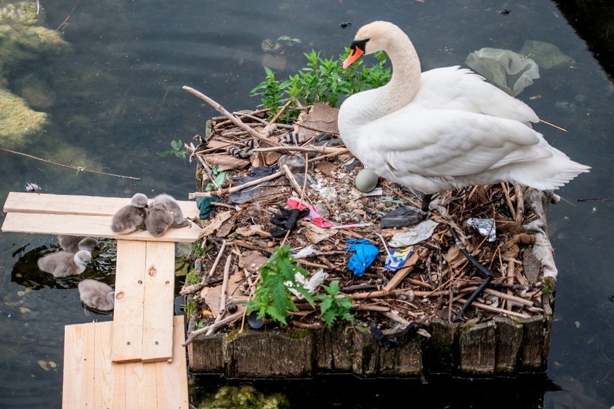 Cisnes em um ninho parcialmente feito de lixo em Copenhague, na Dinamarca