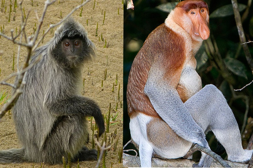 Macaco langur prateado (Trachypithecus cristatus) e macaco-narigudo (Nasalis larvatus). — Foto: WikimediaCommons