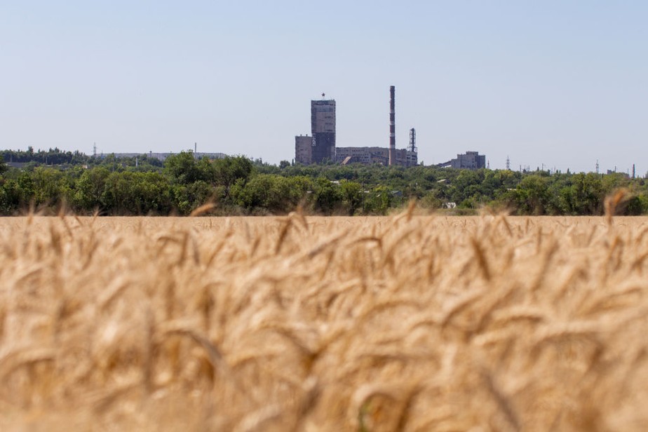 Campo de trigo em Lugansk, na Ucrânia, em imagem de julho de 2021