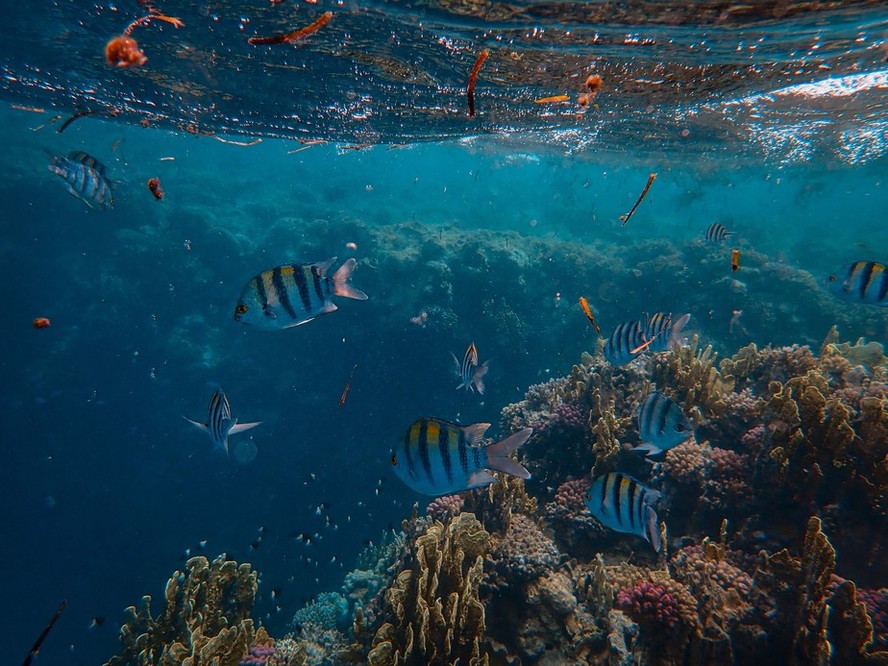 A biodiversidade marinha foi fortemente afetada pela subida e descida dos oceanos
