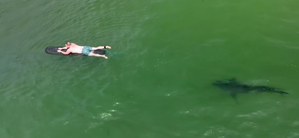 Proximidade entre tubarões e humanos: imagem pode indicar que um ataque aconteceria, mas o animal se afastou em seguida — Foto: Reprodução/The Malibu Artist-YouTube