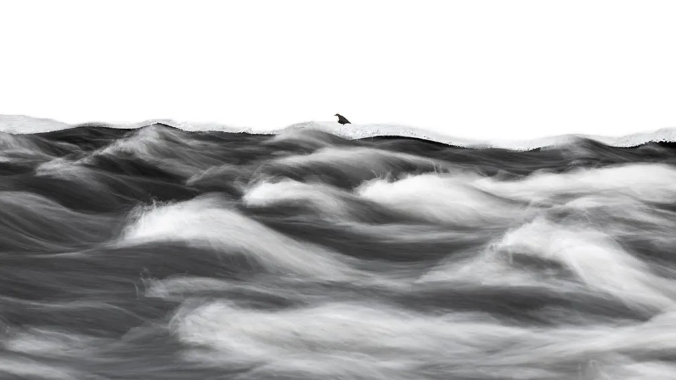 A imagem de Stefan Gerrits, da Holanda, mostra um mergulhador de garganta branca (Cinclus cinclus) na Finlândia — Foto: Stefan Gerrits