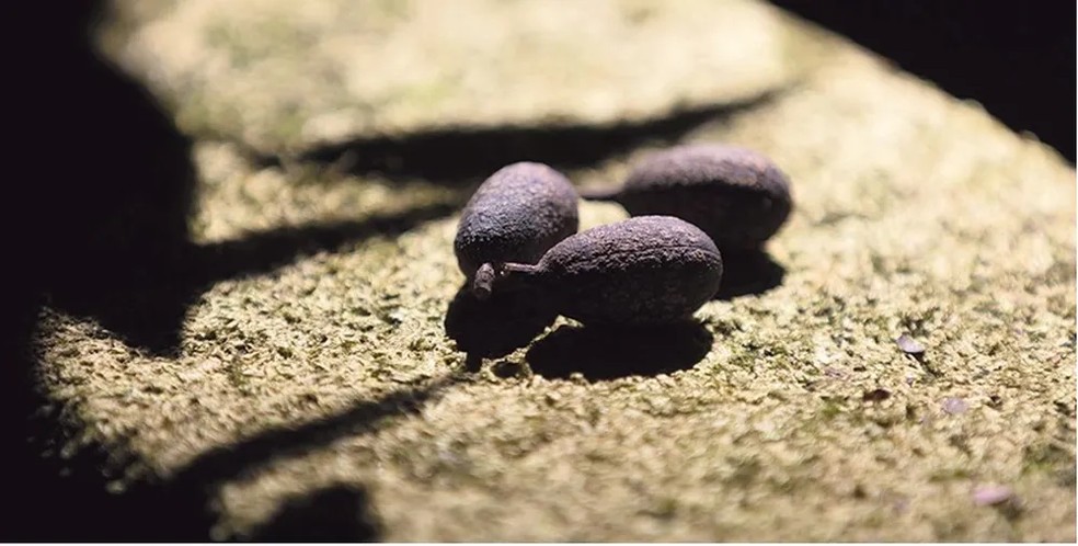 Semente de cedro, exemplar usado em estudo desenvolvido pelo departamento de Biologia da PUC-Rio. — Foto: Márcia Folleto/Agência O Globo
