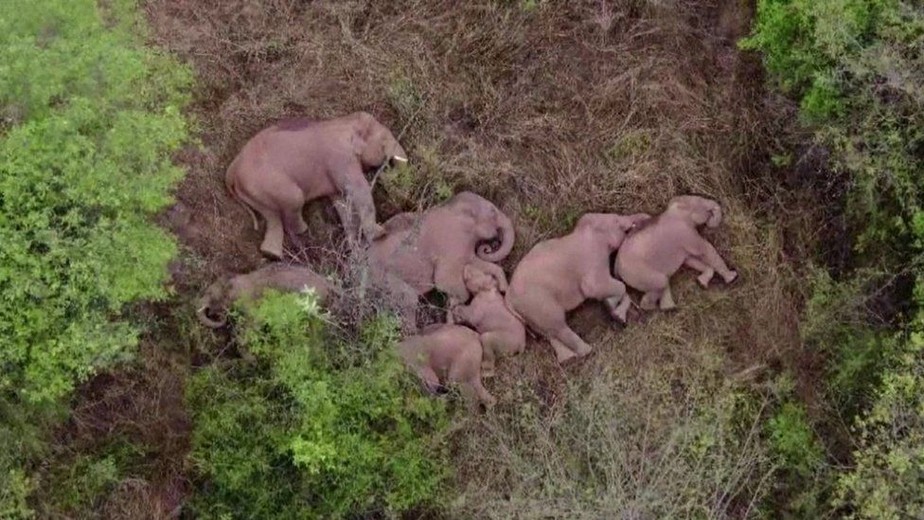 Manada de elefantes selvagens descansa na China após viajar mais de 500km