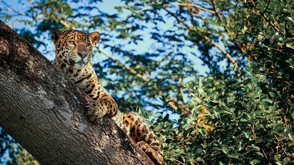 Onça descansa em tronco de árvore no Pantanal — Foto: Getty Images