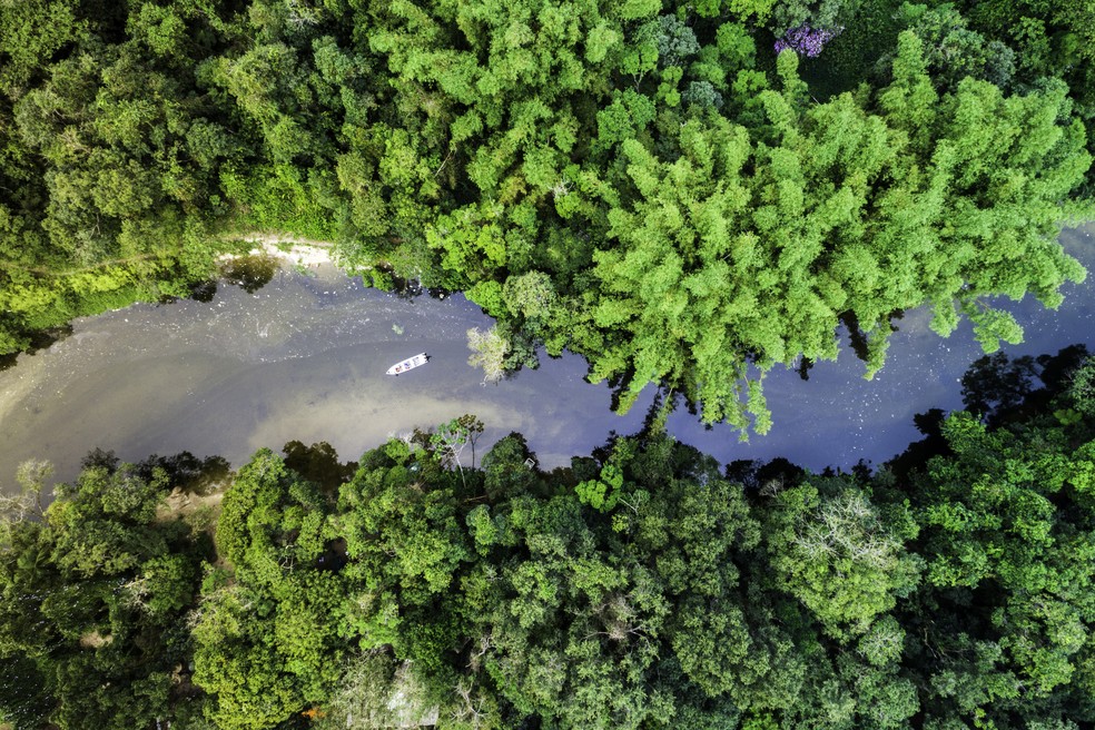 Floresta amazônica — Foto:  FG Trade/Getty Images 