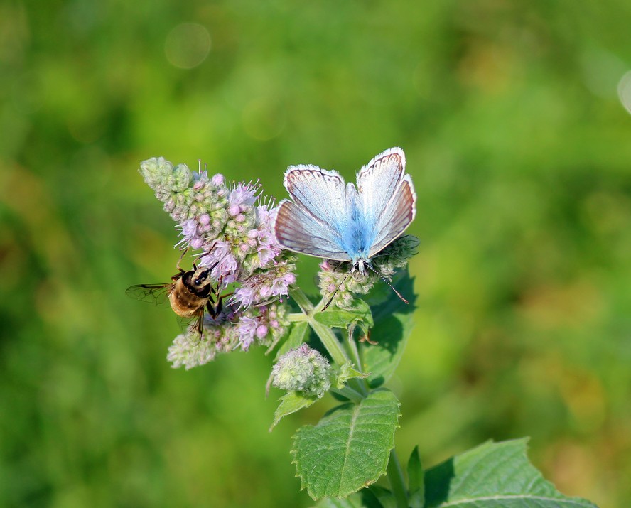 Abelhas e borboletas estão entre os animais que atuam como polinizadores na natureza