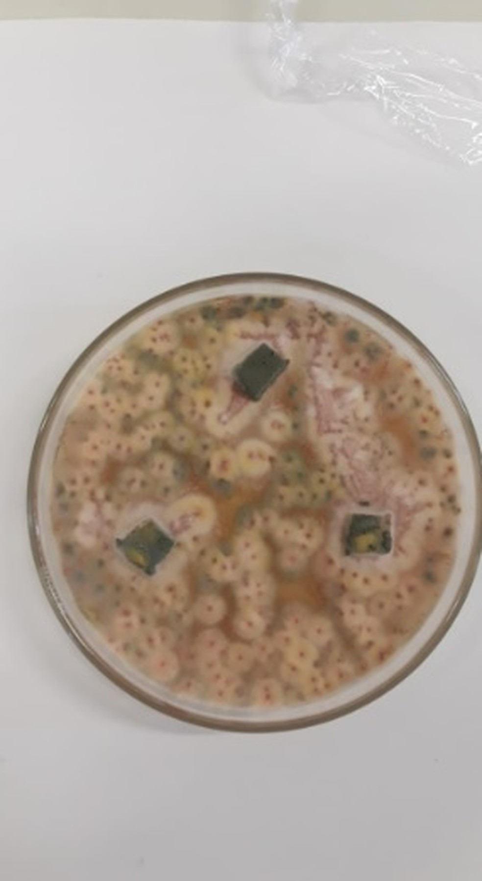 Fungo endofitico do grão da soja da espécie Talaromyces amestolkie  crescendo em placa de Petri  — Foto: Natália Ferraz Bertachini Speltri - CPQBA/UNICAMP
