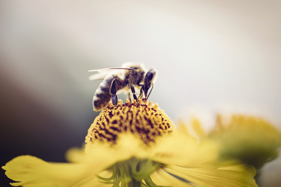 100 milhões de abelhas no MT foram mortas pelo uso indevido de fipronil, também presente em caso recém-descoberto na Bahia — Foto:  mrs/ getty images