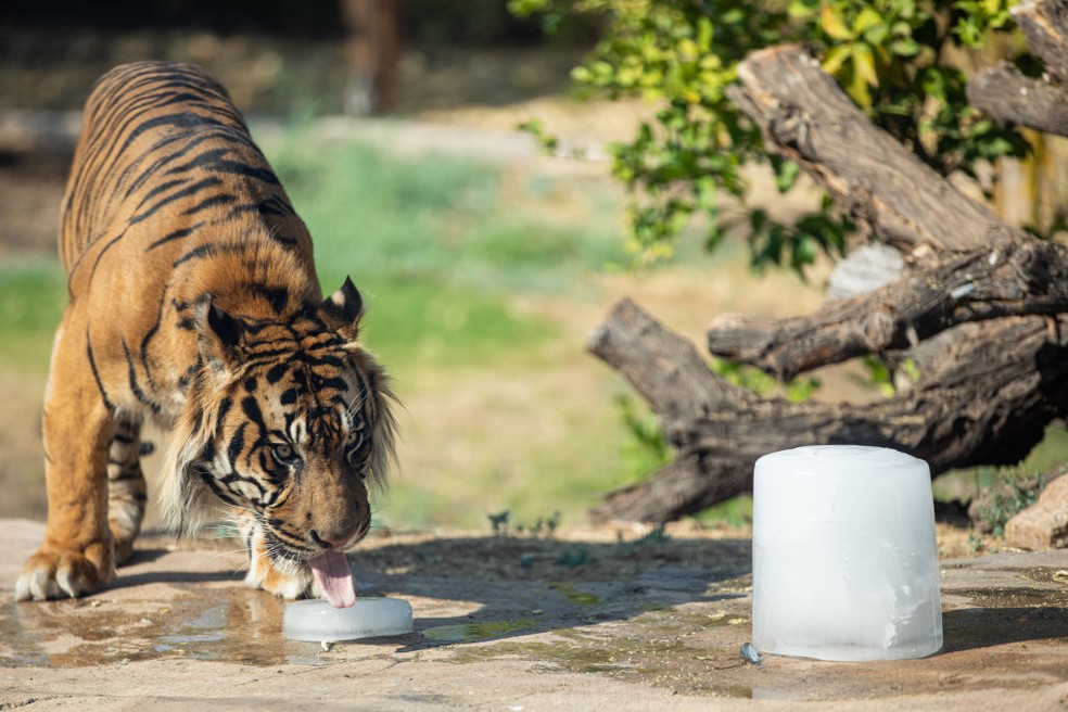 Jai, o tigre, lambe uma guloseima de gelo em um habitat no Zoológico de Phoenix — Foto: Getty Images