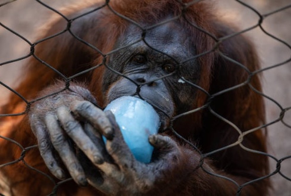 Bess, uma orangotango de 42 anos, se protege com uma folha de palmeira enquanto chupa um sorvete feito de isotônico e nozes em um habitat no Zoológico de Phoenix — Foto: Getty Images