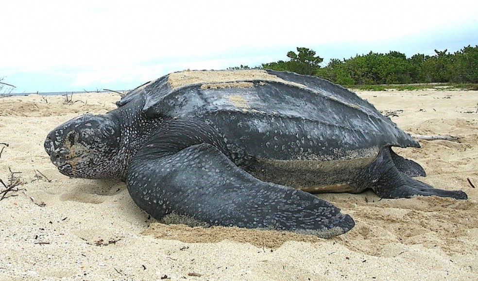 Tartaruga-de-couro  — Foto: Wikimedia Commons