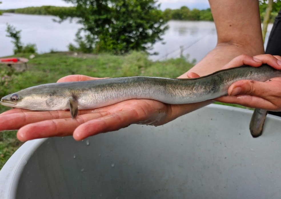 Enguia europeia (Anguilla anguilla) — Foto: Tamar Edisherashvili / Fauna & Flora.