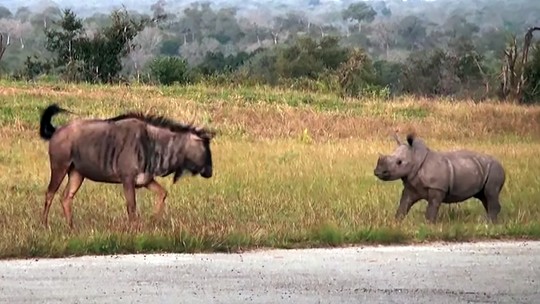 Bebê rinoceronte se diverte "como um cachorrinho" provocando gnus; assista