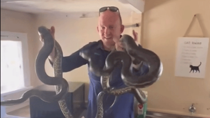 Esconde-esconde: 'caçador' de cobras retira duas pítons gigantes de trás do microondas em casa na Austrália