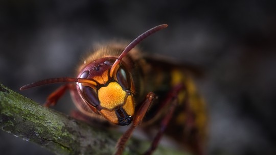 Como o comércio ilegal de abelhas coloca em risco o futuro da Mata Atlântica