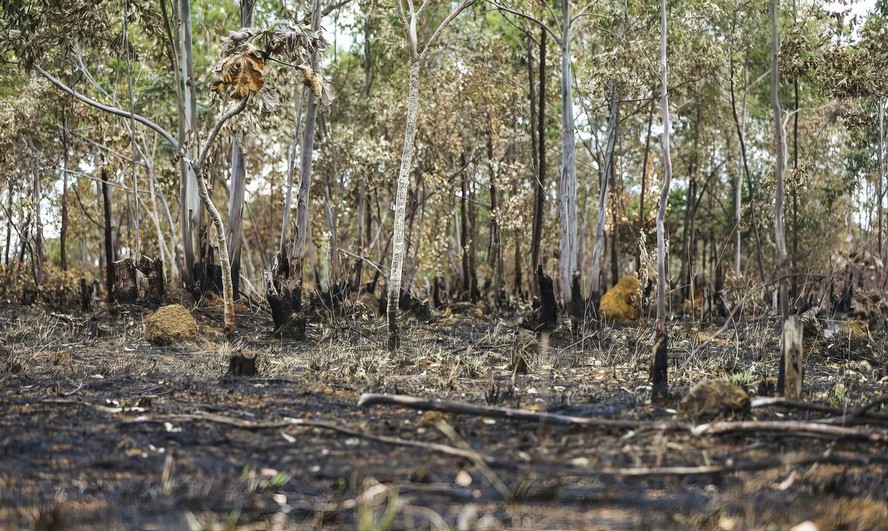 Cerrado: de janeiro a julho, os avisos de desmatamento do Deter aumentaram 21% no Cerrado.