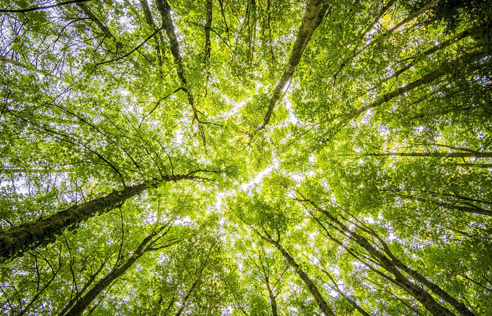 Floresta de pé: iniciativas ESG e pagamento por serviços ambientais contribuem para a preservação. — Foto: Pexels