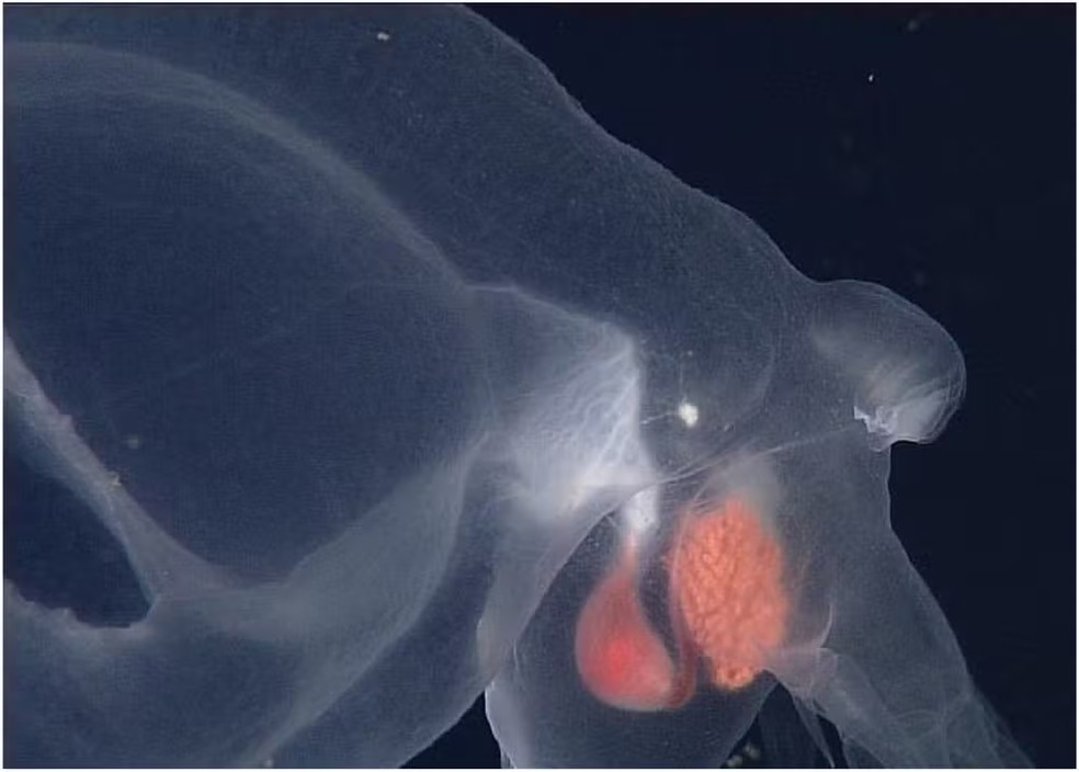 Lesma do mar vive em habitats mais profundos que seus pares — Foto: Monterey Bay Aquarium Research Institute
