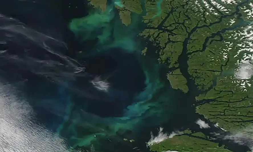 Redemoinhos brilhantes causados ​​por fitoplâncton nas águas azuis profundas do Canadá no início de julho de 2023.