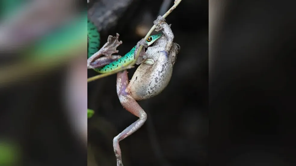 Em golpe fatal, cobra abocanha sapo com o dobro do seu tamanho e tenta ...