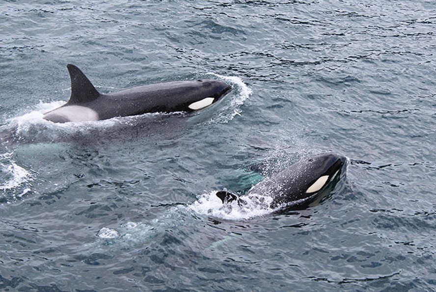 Orcas, baleias assassinas