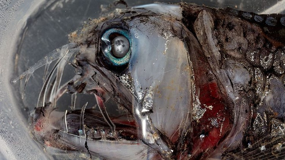 Enguia: este peixe cego de aparência gelatinosa possui fileiras de órgãos que se iluminam para atrair presas. — Foto: Museus Victoria / Benjamin Heally