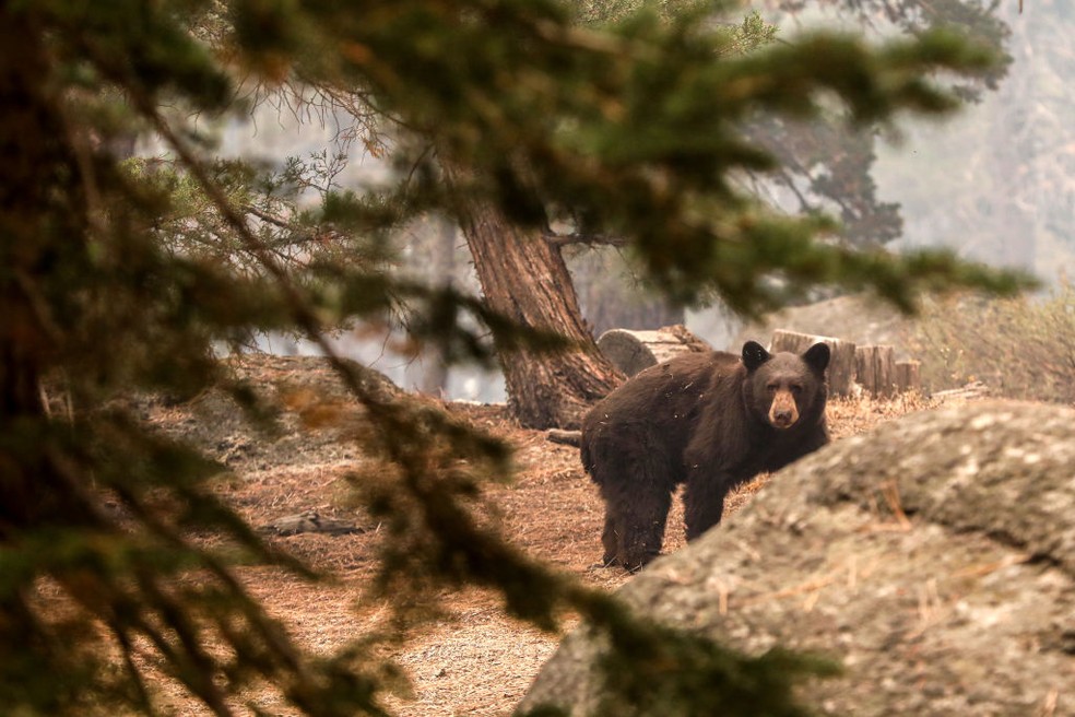 Com os humanos ausentes por mais de uma semana, os ursos locais tornaram-se mais ousados — Foto: Brontë Wittpenn / Getty Images