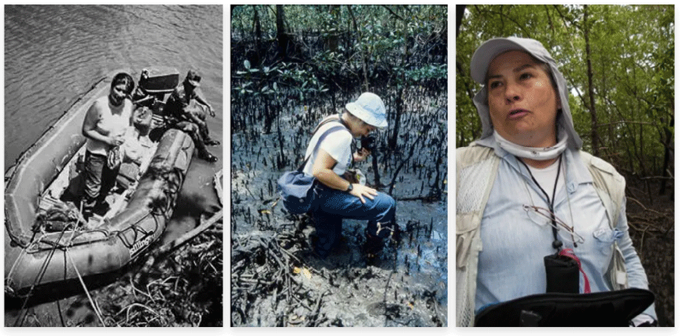 Registros de uma trajetória de décadas trabalhando pela conservação de ecossistemas litorâneos: nesta coleção de fotografias, pode-se ver a Professora Yara Schaeffer Novelli trabalhando em diversos manguezais ao longo do litoral brasileiro. — Foto: Acervo pessoal