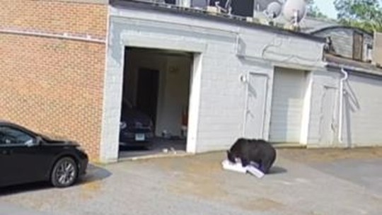 Urso faminto entra em padaria nos EUA e devora 60 cupcakes; veja vídeo hilário