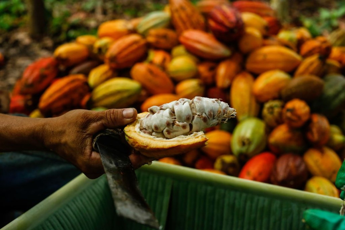 Do cacau ao chocolate, na Bahia e no Amapá: histórias de quem cuida da ...