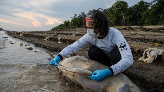 Mais duas carcaças de botos são encontradas no Lago Tefé, no Amazonas