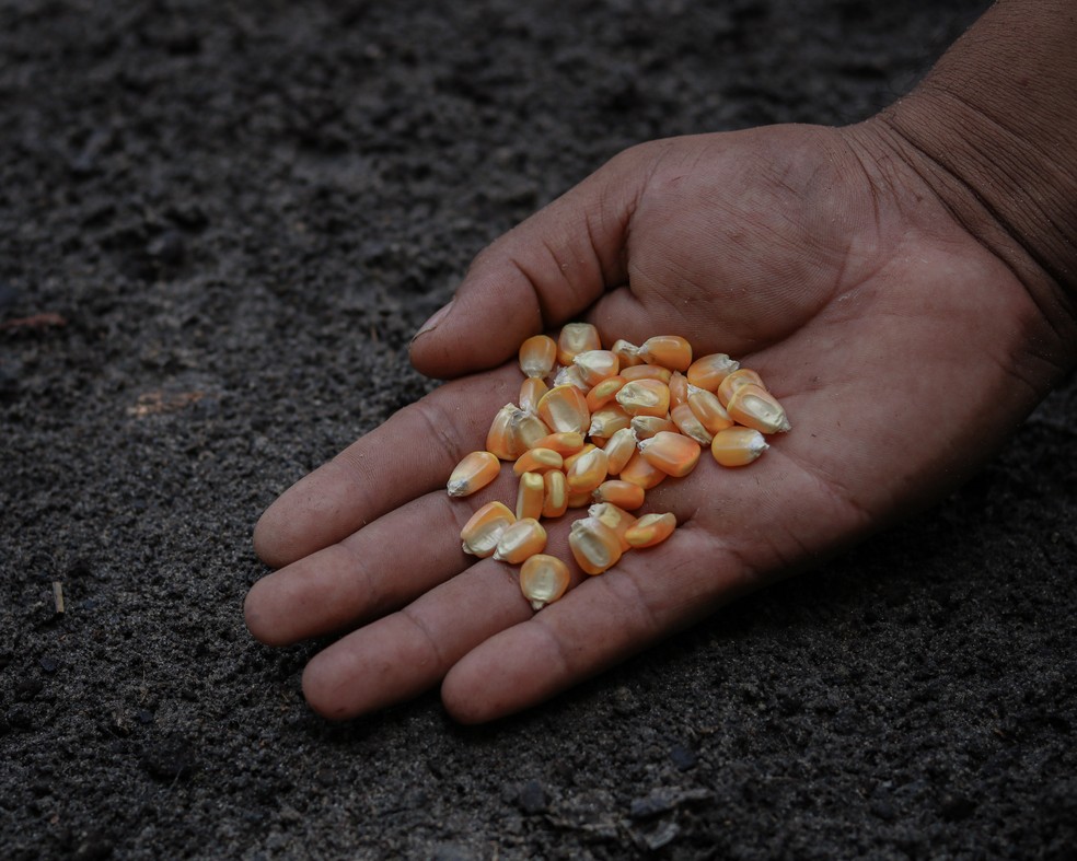 Maize seeds donated by the Willimon center.