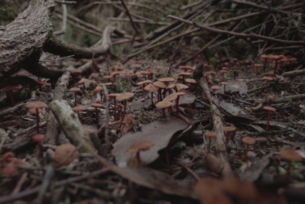 Cogumelos revelam rede de fungos presentes em uma floresta — Foto: Mateo Barrenengoa/SPUN