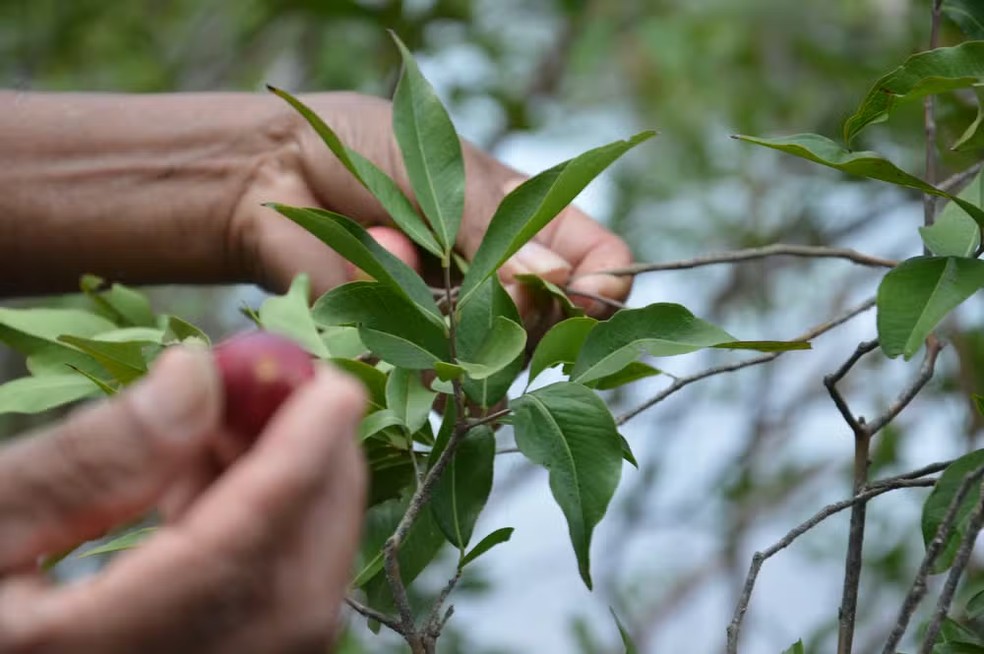 Colheita de camu-camu, fruto que faz parte da cadeia da Deveras Amazônia. — Foto: Divulgação