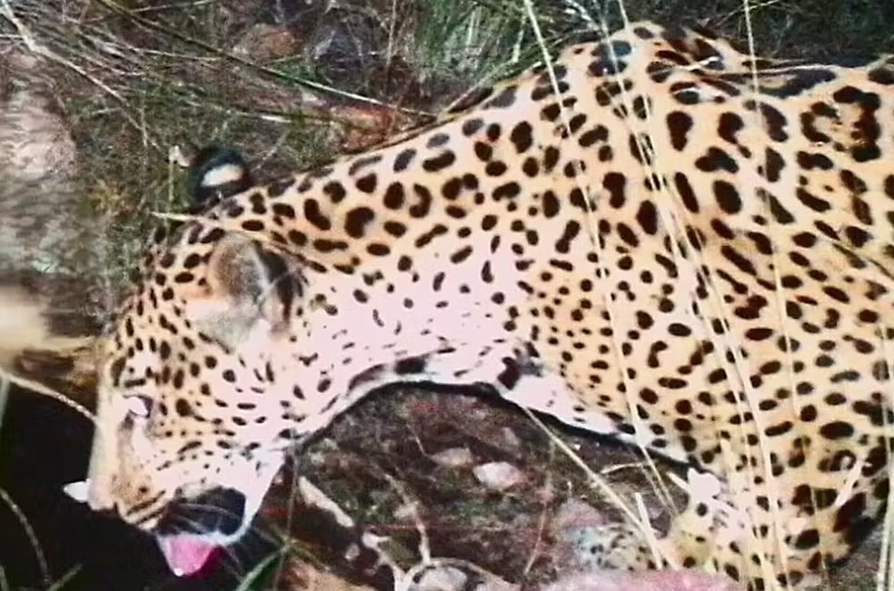 Onça-pintada é flagrada no Arizona. — Foto: Reprodução/Facebook