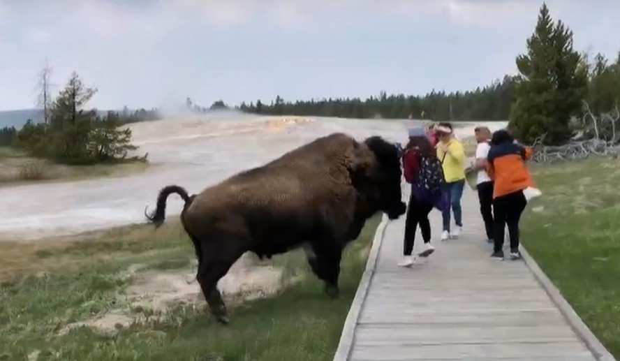 Mulher sofre ferimentos graves ao ser atacada por bisão em parque nos EUA